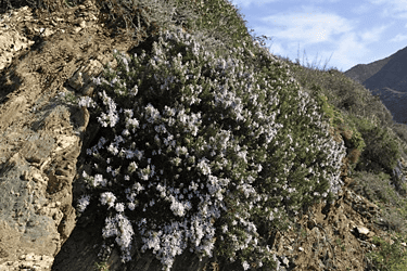 Des images de diff�rentes plantes